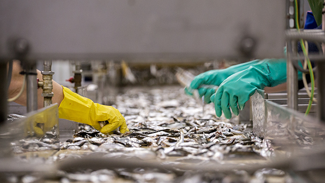Hands in fish processing