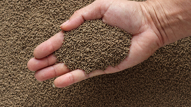 Hand holding fish meal