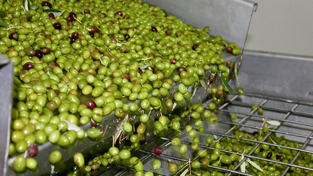 Process of crushing olives