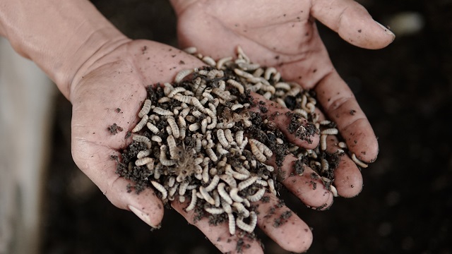 Larvae of black soldier fly for animal feed