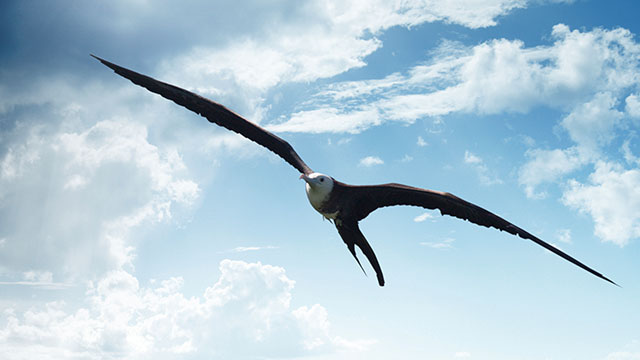 marine compliance bird640x360