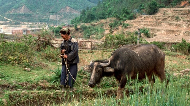 man walking with cow 640x360