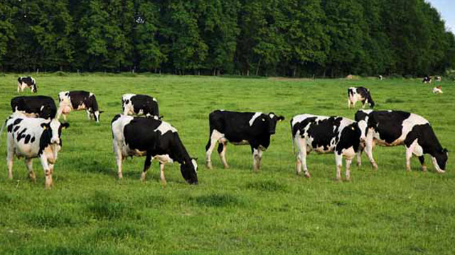 Alfa Laval agitators improve quality assurance at liquid milk processing plant 640x360